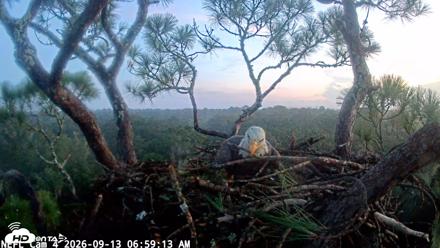 NE Florida Eagles Live Webcam - Sep 13, 2026, 6:59am EDT