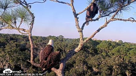 NE Florida Eagles Live Webcam - Sep 27, 2026, 6:37pm EDT