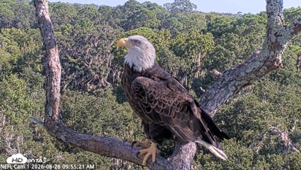 NE Florida Eagles Live Webcam - Aug 28, 2026, 9:56am EDT