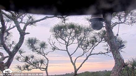 NE Florida Eagles Live Webcam - May 11, 2026, 6:54am EDT