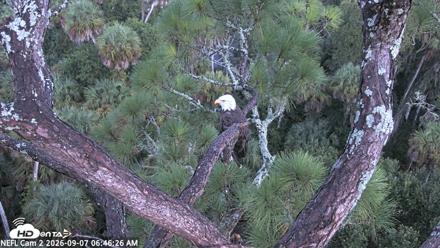 NE Florida Eagles Live Webcam - Sep 7, 2026, 6:47am EDT