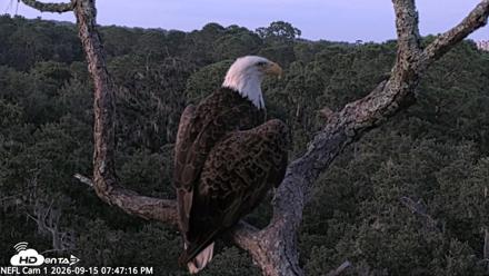 NE Florida Eagles Live Webcam - Sep 15, 2026, 7:48pm EDT