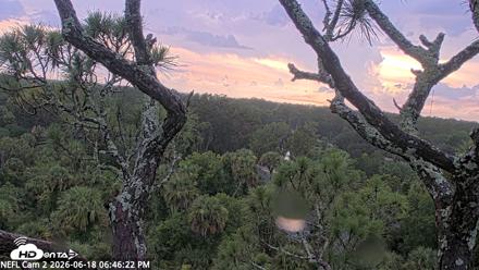 NE Florida Eagles Live Webcam - Jun 18, 2026, 6:47pm EDT