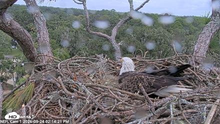 NE Florida Eagles Live Webcam - Sep 24, 2026, 2:15pm EDT