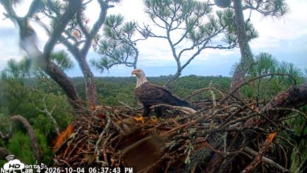 NE Florida Eagles Live Webcam - Oct 4, 2026, 6:38pm EDT