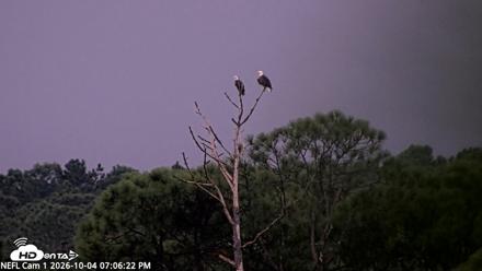 NE Florida Eagles Live Webcam - Oct 4, 2026, 7:07pm EDT