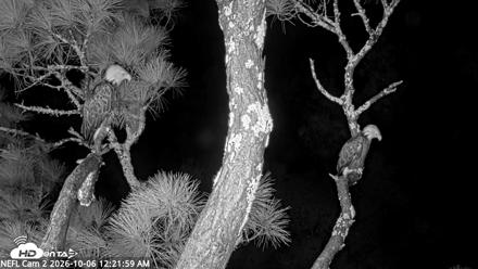 NE Florida Eagles Live Webcam - Oct 6, 2026, 12:22am EDT