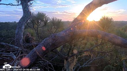 NE Florida Eagles Live Webcam - Jul 24, 2026, 6:50am EDT