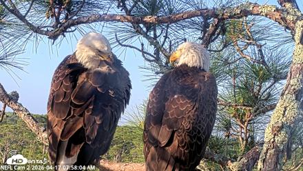 NE Florida Eagles Live Webcam - Apr 17, 2026, 7:58am EDT