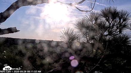 NE Florida Eagles Live Webcam - Sep 28, 2026, 8:12am EDT