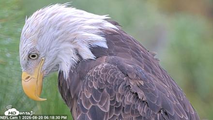 NE Florida Eagles Live Webcam - Aug 20, 2026, 6:19pm EDT