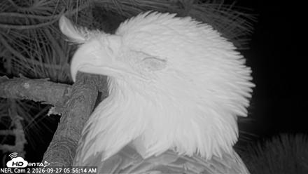 NE Florida Eagles Live Webcam - Sep 27, 2026, 5:57am EDT