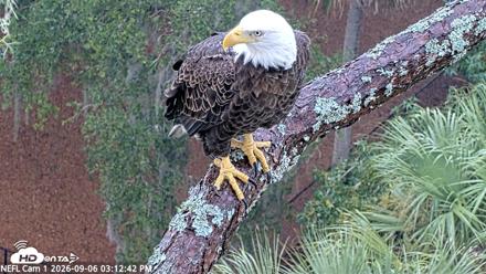 NE Florida Eagles Live Webcam - Sep 6, 2026, 3:14pm EDT