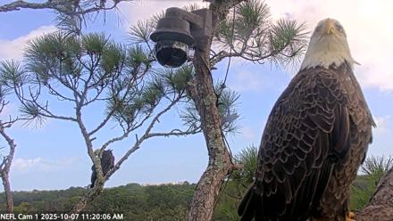 NE Florida Eagles Live Webcam - Oct 7, 2025, 11:21am EDT