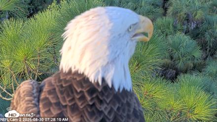 NE Florida Eagles Live Webcam - Aug 30, 2026, 7:29am EDT