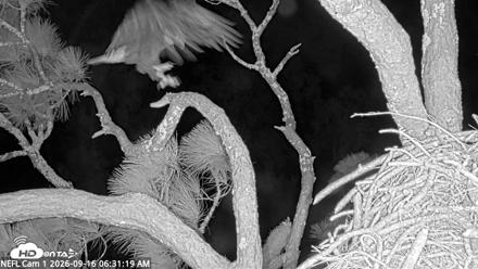 NE Florida Eagles Live Webcam - Sep 16, 2026, 6:32am EDT