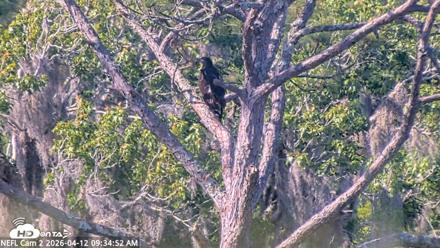 NE Florida Eagles Live Webcam - Apr 12, 2026, 9:35am EDT