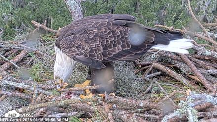 NE Florida Eagles Live Webcam - Sep 16, 2026, 5:57pm EDT