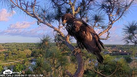 NE Florida Eagles Live Webcam - Apr 11, 2026, 7:18pm EDT