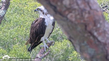 NE Florida Eagles Live Webcam - Jun 8, 2026, 2:33pm EDT