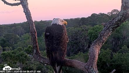 NE Florida Eagles Live Webcam - May 4, 2026, 6:48am EDT