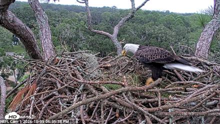 NE Florida Eagles Live Webcam - Oct 9, 2026, 6:36pm EDT