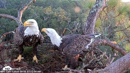 NE Florida Eagles Live Webcam - Sep 6, 2026, 7:13am EDT