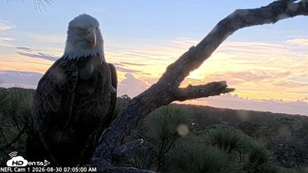 NE Florida Eagles Live Webcam - Aug 30, 2026, 7:06am EDT