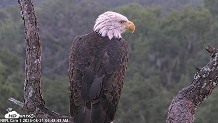 NE Florida Eagles Live Webcam - Aug 21, 2026, 6:49am EDT