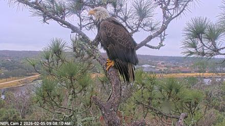 NE Florida Eagles Live Webcam - Feb 5, 2026, 9:08am EST
