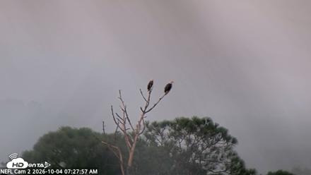 NE Florida Eagles Live Webcam - Oct 4, 2026, 7:28am EDT