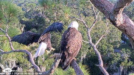 NE Florida Eagles Live Webcam - Aug 30, 2026, 8:13am EDT