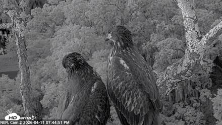 NE Florida Eagles Live Webcam - Apr 11, 2026, 7:45pm EDT