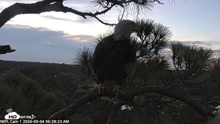 NE Florida Eagles Live Webcam - Sep 4, 2026, 6:39am EDT
