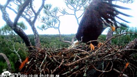 NE Florida Eagles Live Webcam - Oct 8, 2026, 7:19am EDT