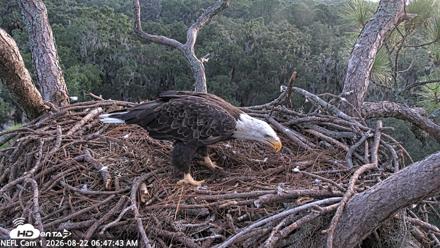 NE Florida Eagles Live Webcam - Aug 22, 2026, 6:48am EDT