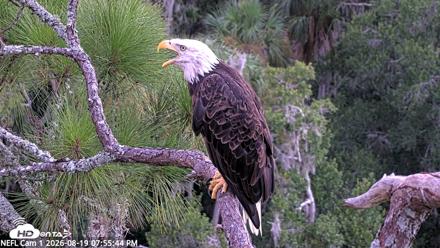 NE Florida Eagles Live Webcam - Aug 19, 2026, 7:57pm EDT