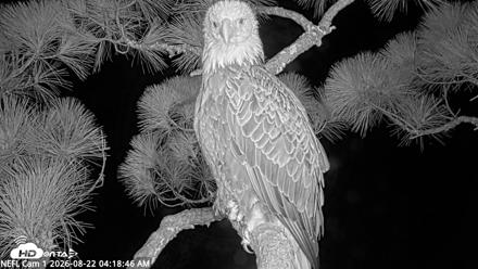 NE Florida Eagles Live Webcam - Aug 22, 2026, 4:19am EDT