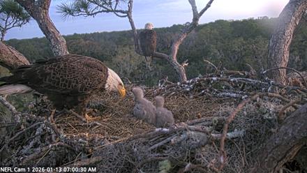 NE Florida Eagles Live Webcam - Jan 13, 2026, 7:01am EST