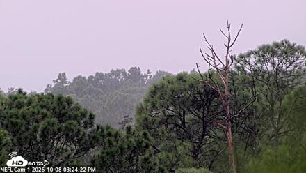 NE Florida Eagles Live Webcam - Oct 8, 2026, 3:26pm EDT
