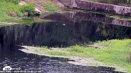 NE Florida Eagles Live Webcam - May 9, 2026, 10:41am EDT
