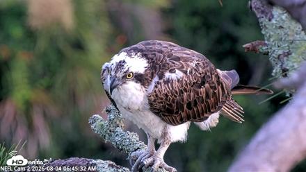 NE Florida Eagles Live Webcam - Aug 4, 2026, 6:48am EDT