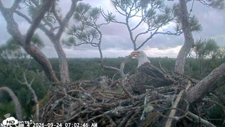 NE Florida Eagles Live Webcam - Sep 24, 2026, 7:03am EDT