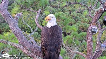 NE Florida Eagles Live Webcam - Sep 21, 2026, 7:40am EDT