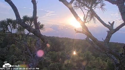 NE Florida Eagles Live Webcam - Jun 29, 2026, 7:48pm EDT