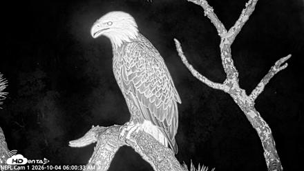 NE Florida Eagles Live Webcam - Oct 4, 2026, 6:01am EDT