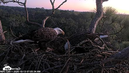 NE Florida Eagles Live Webcam - Oct 13, 2026, 7:06am EDT