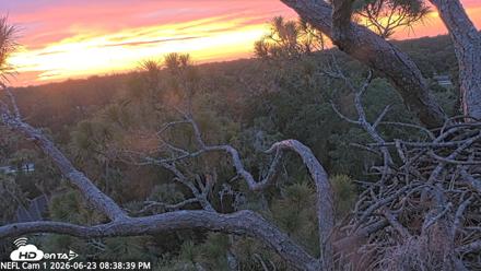 NE Florida Eagles Live Webcam - Jun 23, 2026, 8:39pm EDT