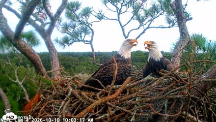 NE Florida Eagles Live Webcam - Oct 10, 2026, 10:04am EDT