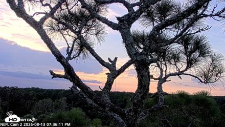 NE Florida Eagles Live Webcam - Aug 13, 2026, 7:37pm EDT
